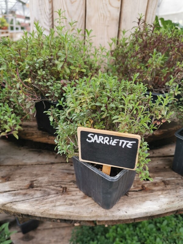 SARRIETTE