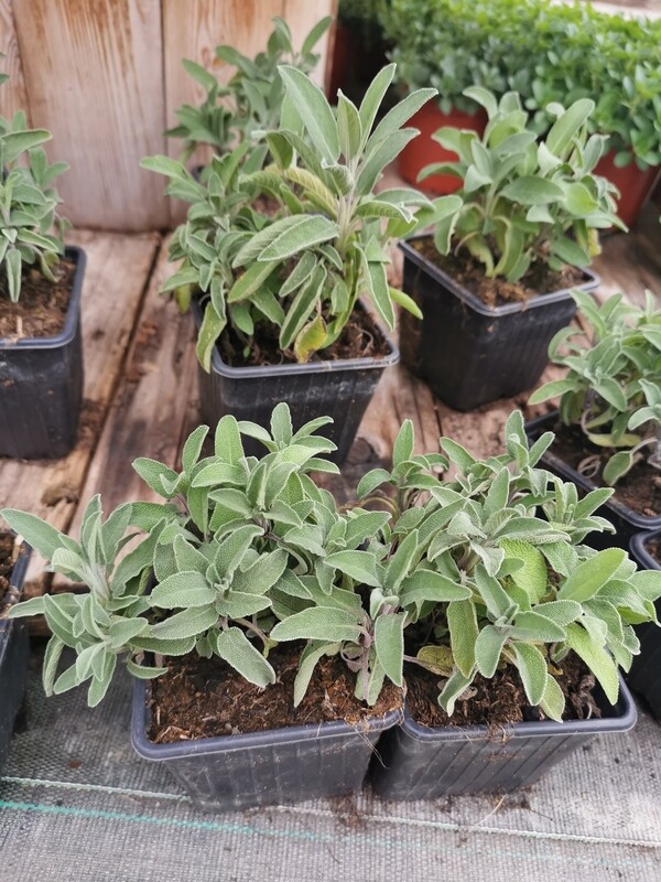SAUGE OFFICINALE