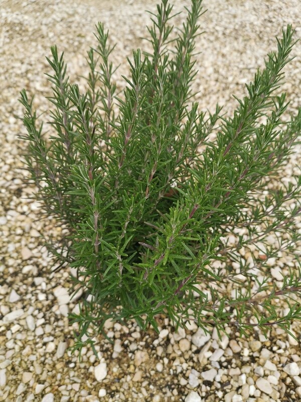 ROMARINUS OFFICINALIS Pot C3L