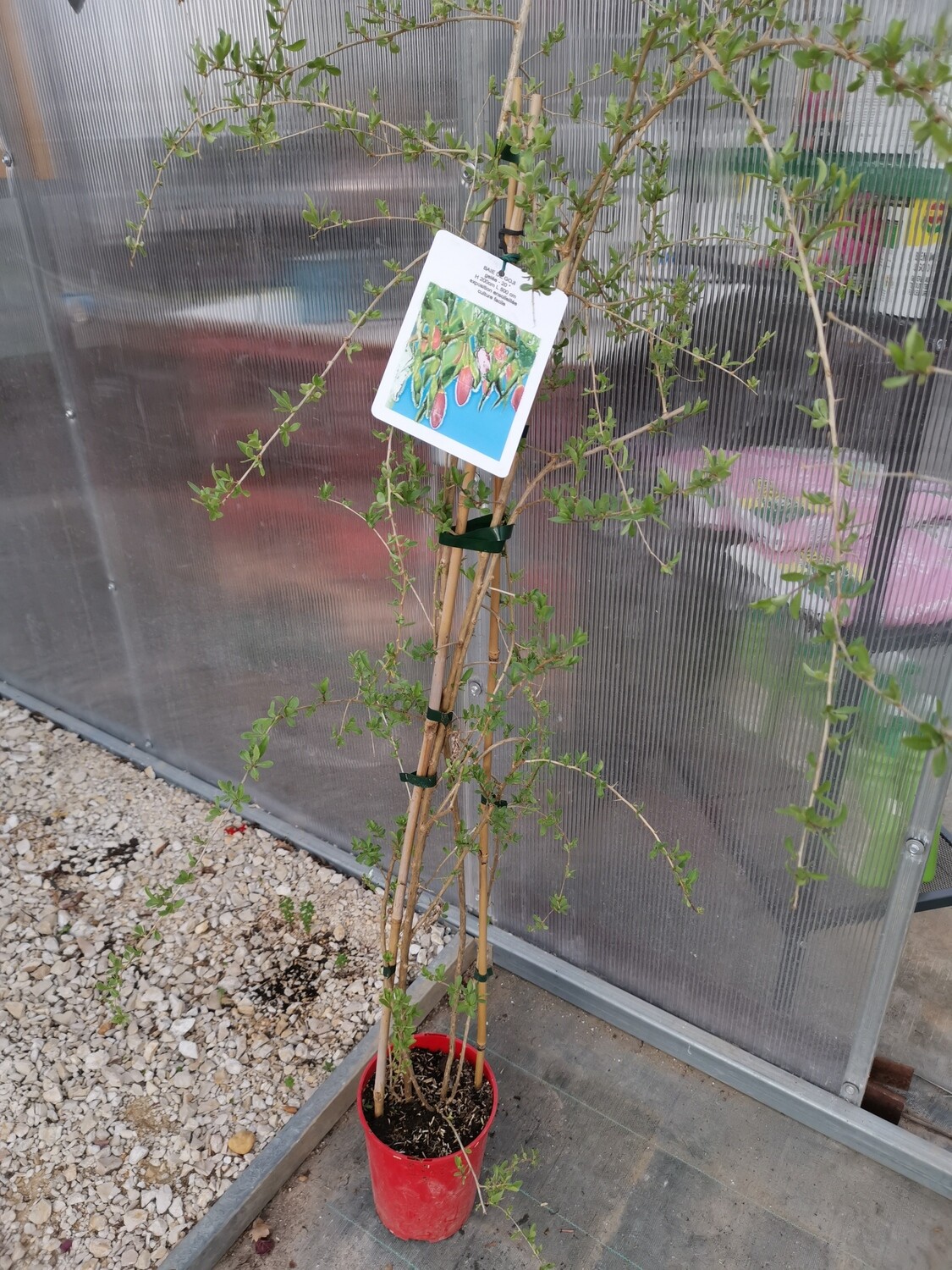 BAIE DE GOJI
