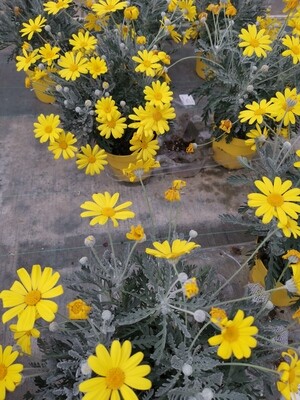 EURYOPS FEUILLAGE VERT