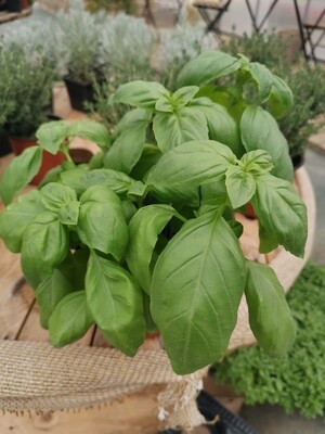 BASILIC GROSSE FEUILLE POT 10cm