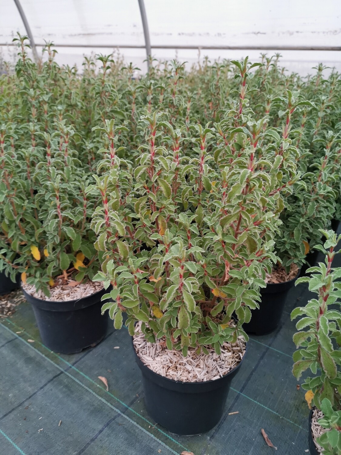 CISTUS CRETICUS