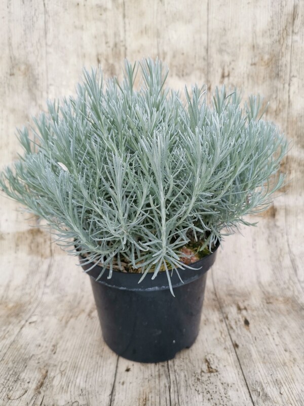HELICHRYSUM ITALICUM (HERBE A CURRY) C3L