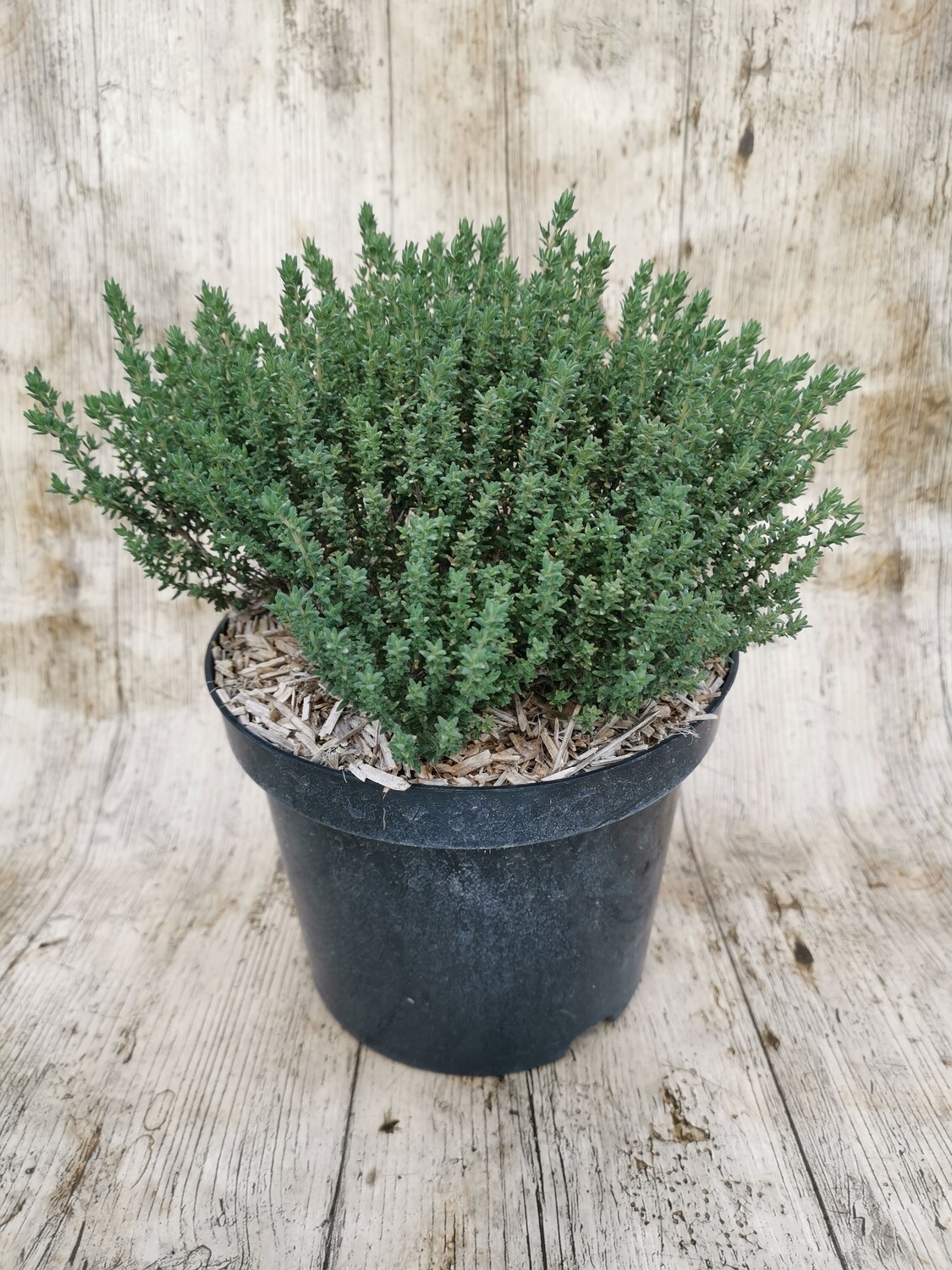 THYM OFFICINALIS C3L