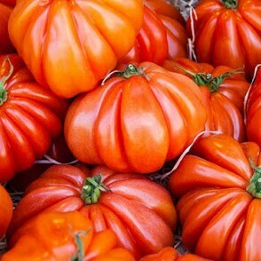 TOMATE CŒUR DE BŒUF GREFFE