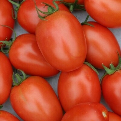 TOMATES ROMA