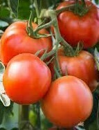 TOMATE MAESTRIA NON GREFFEE