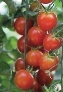 TOMATE CERISE