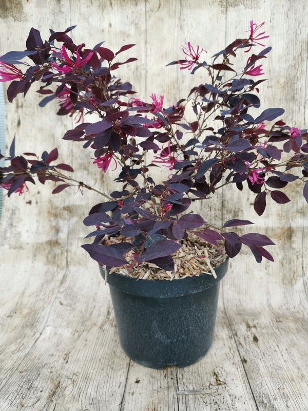 LOROPETALUM BLACK Pearl C3L