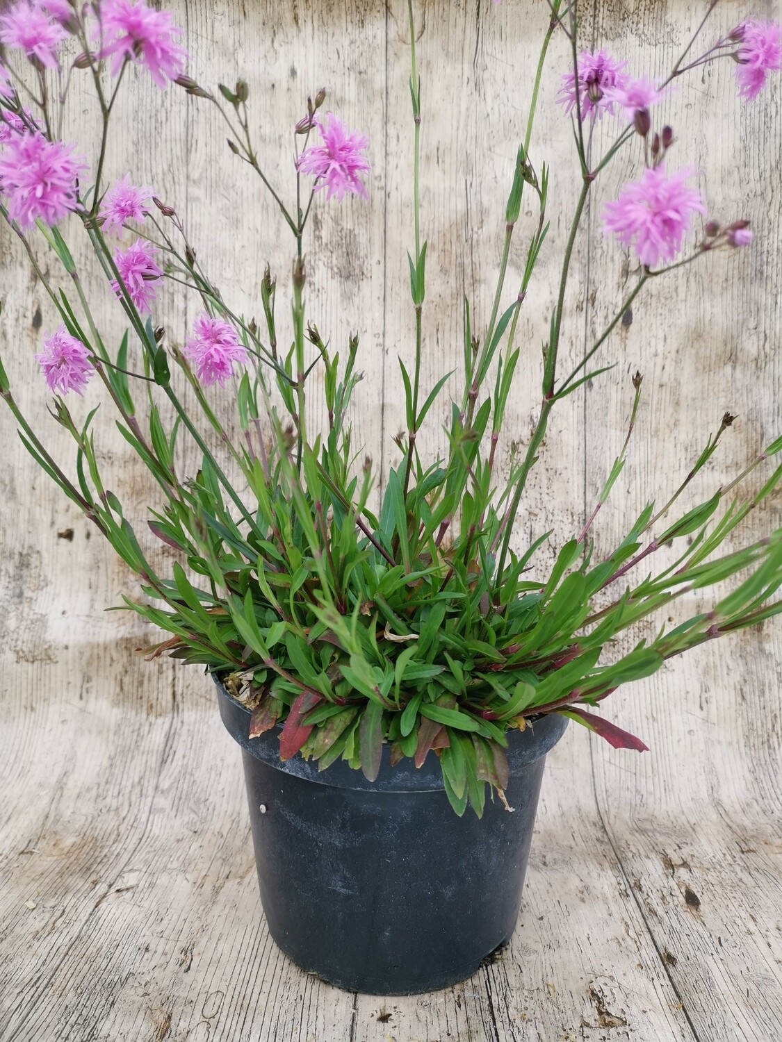 LYCHNIS JENNY ROSE