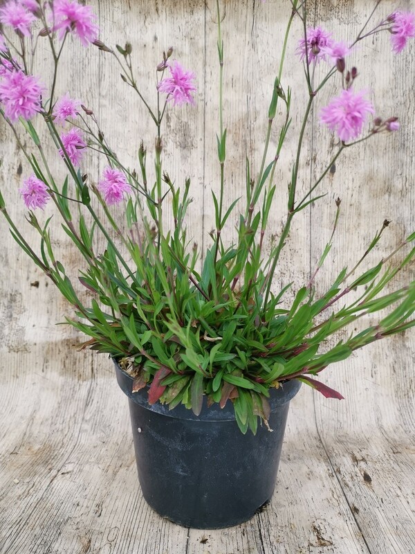 LYCHNIS JENNY ROSE