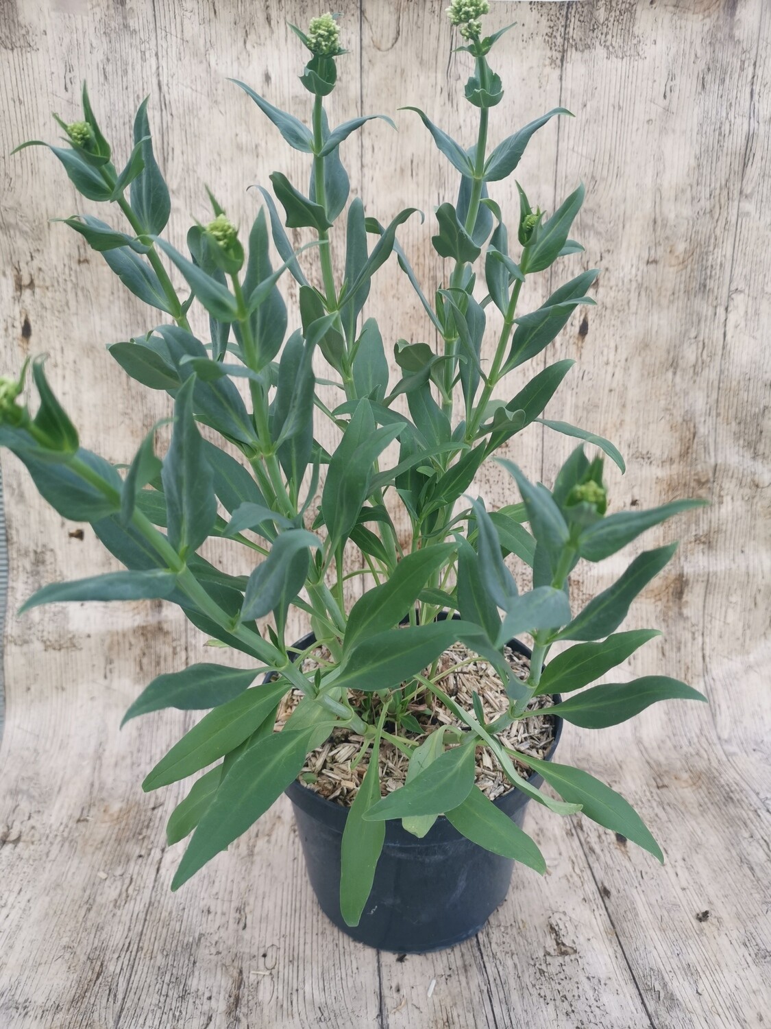 CENTRANTHUS RUBER ALBA / VALERIANE BLANCHE