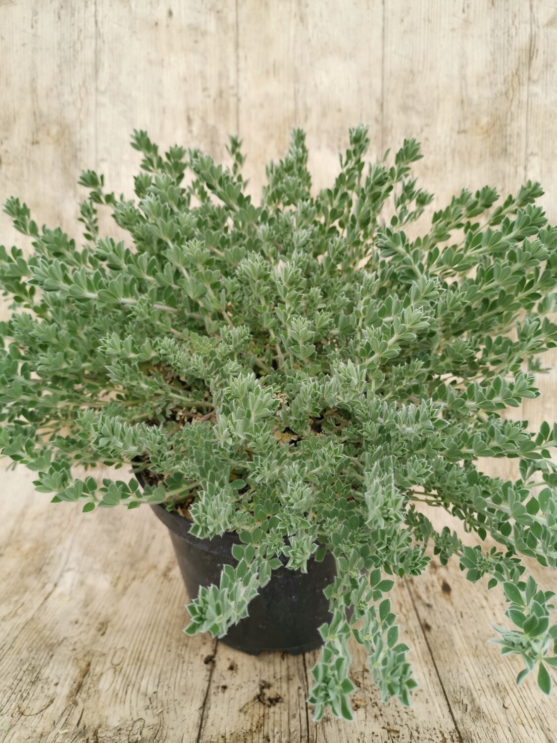DORYCNIUM HYRSUTUM