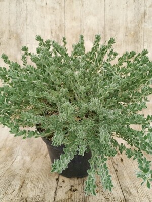 DORYCNIUM HYRSUTUM