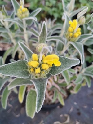 PHLOMIS FRUTICOSA (JAUNE)