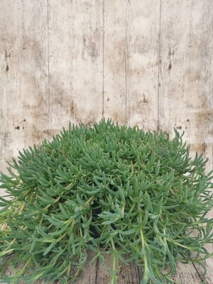 DELOSPERMA COOPERI