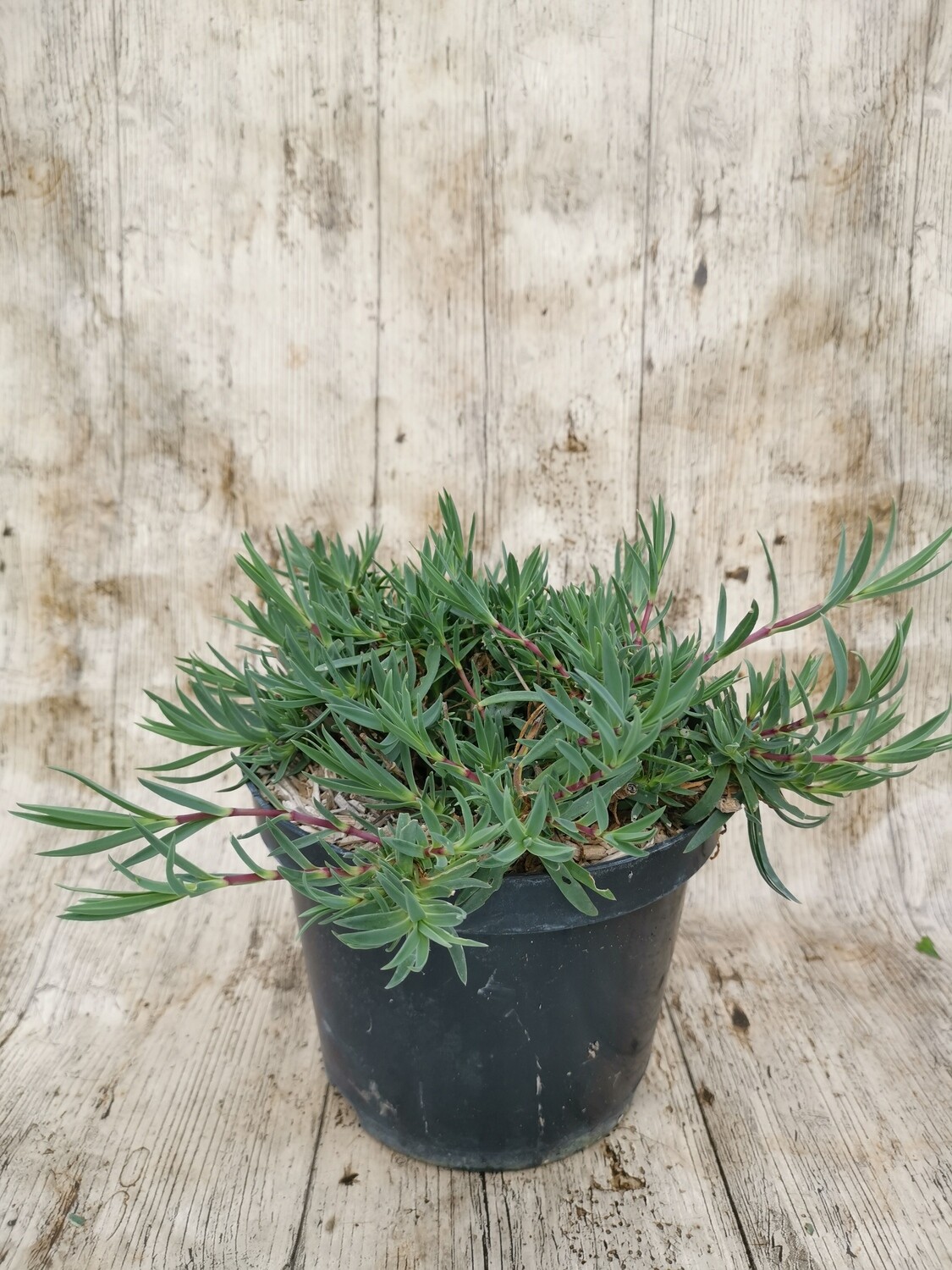 GYPSOPHILE PANICULATA ROSEA