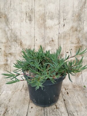 GYPSOPHILE PANICULATA ROSEA