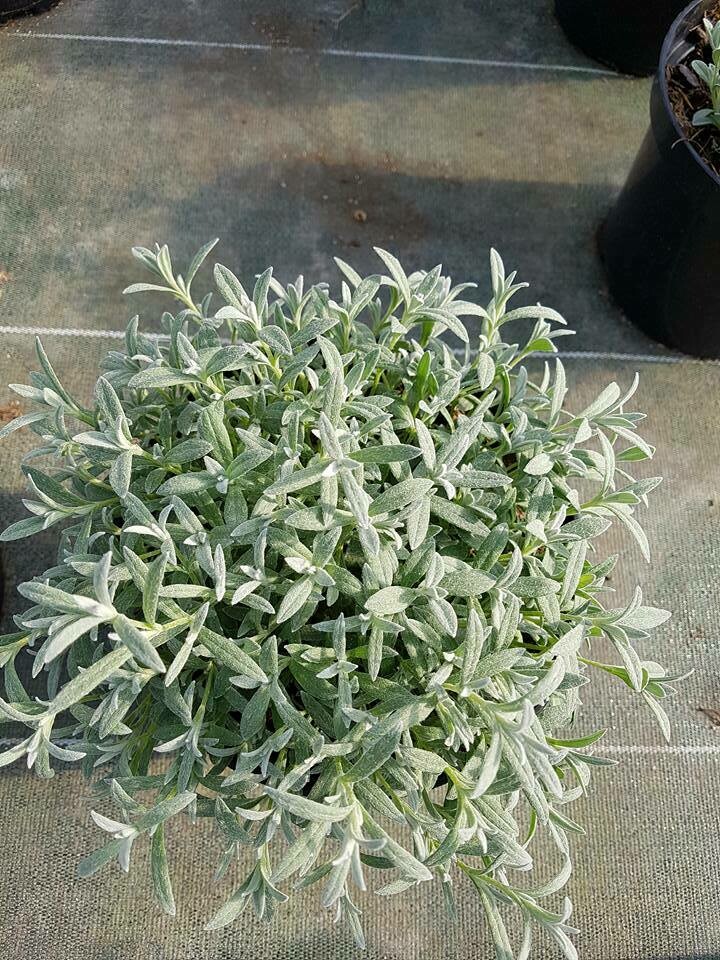 CERASTIUM TOMENTOSUM (CORBEILLE D&#39;ARGENT)