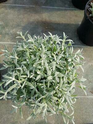 CERASTIUM TOMENTOSUM (CORBEILLE D&#39;ARGENT)