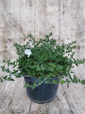 CONVOLVULUS MAURITANICUS BLANC