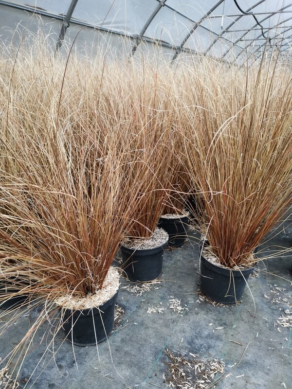CAREX BUCHANANI