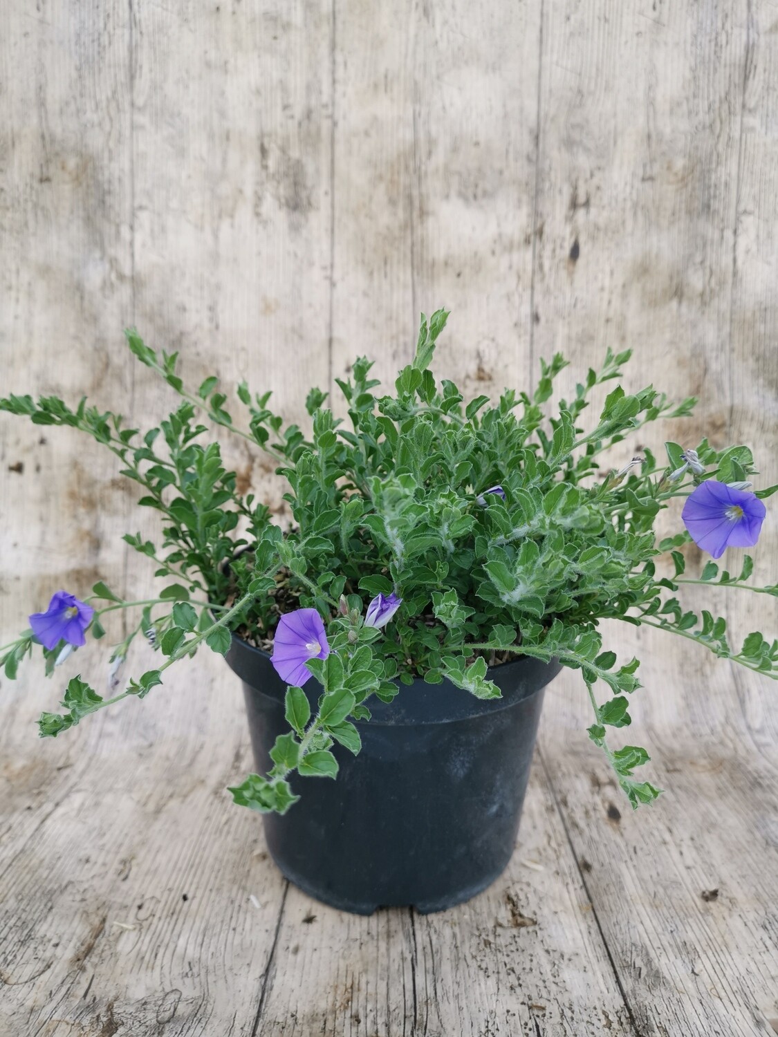 CONVOLVULUS MAURITANICUS BLEU
