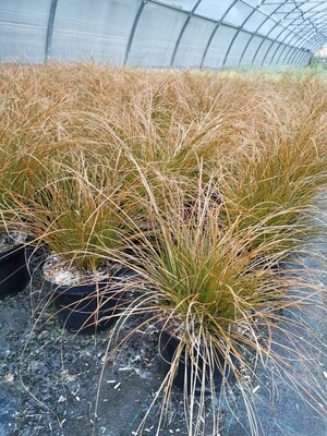 CAREX PRAIRIE FIRE