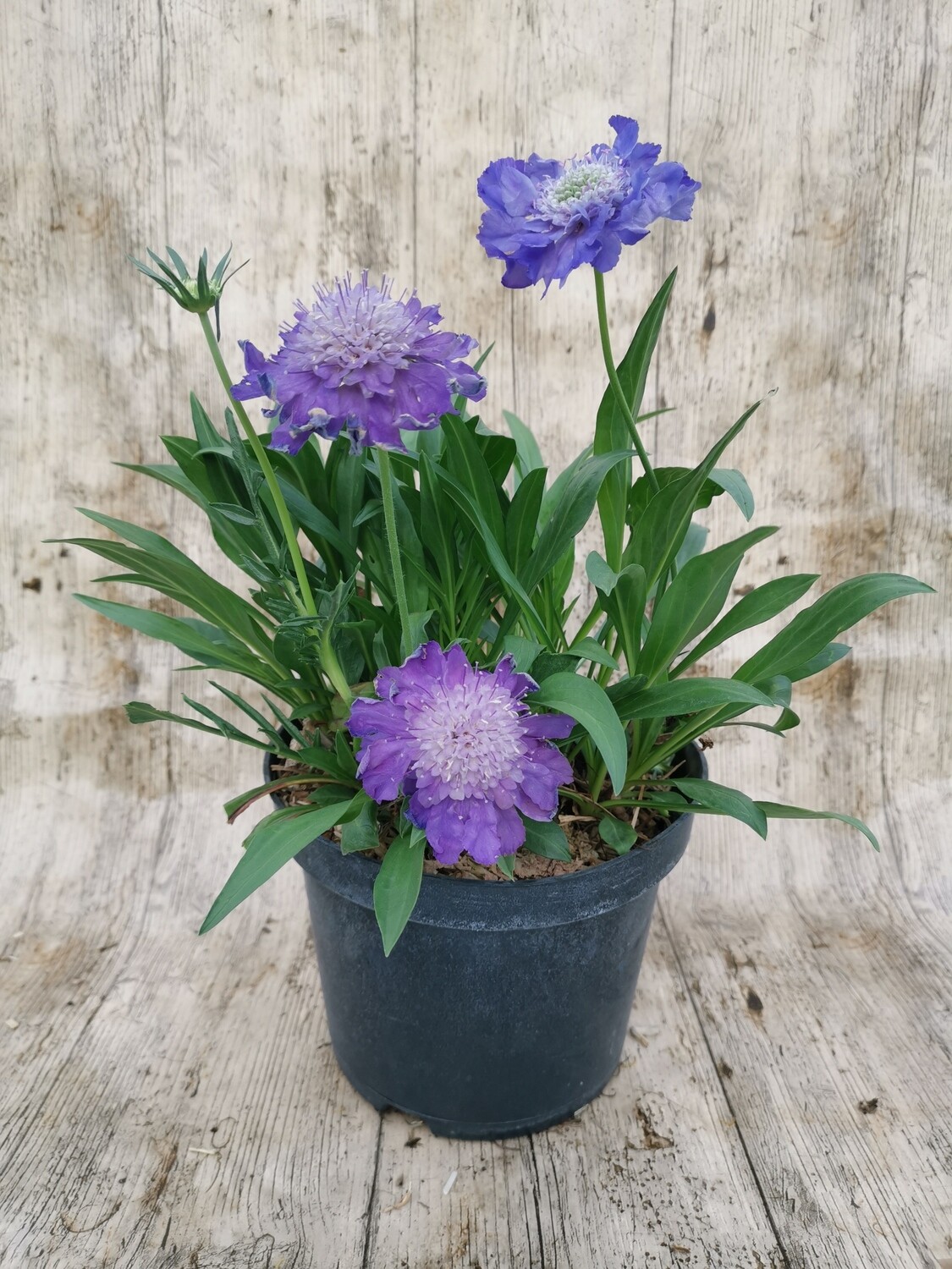 SCABIEUSE CAUCASICA BLEU