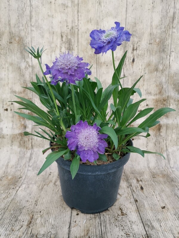 SCABIEUSE CAUCASICA BLEU