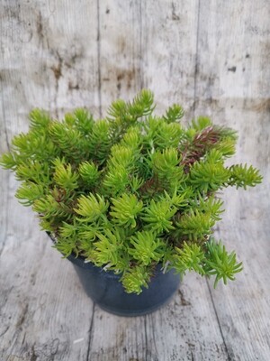 SEDUM ANGELINA