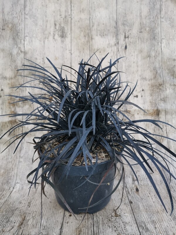 OPHIOPOGON NIGER