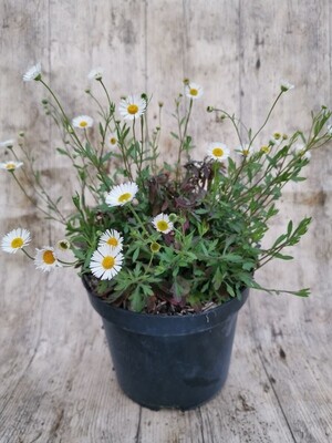 ERIGERON KARVINSKIANUS