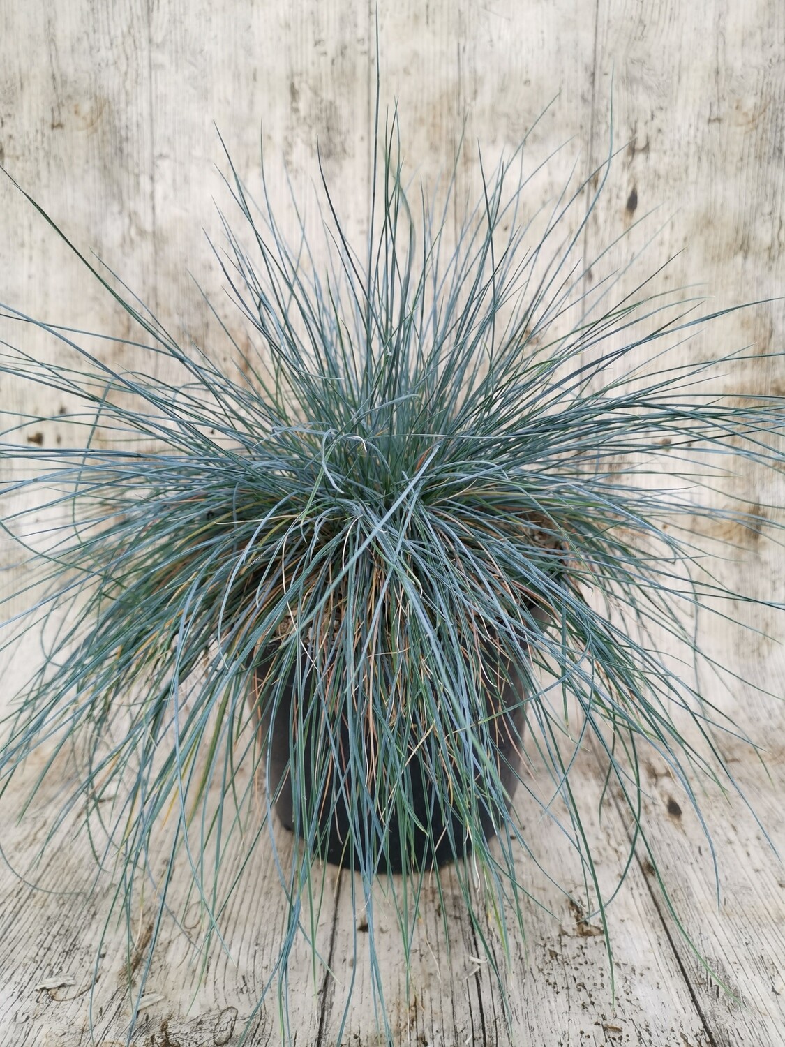FESTUCA GLAUCA
