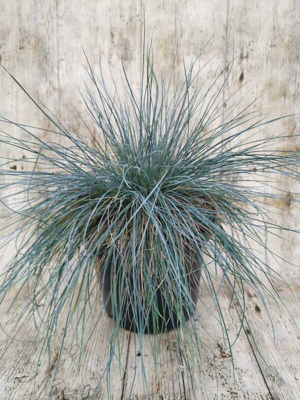 FESTUCA GLAUCA