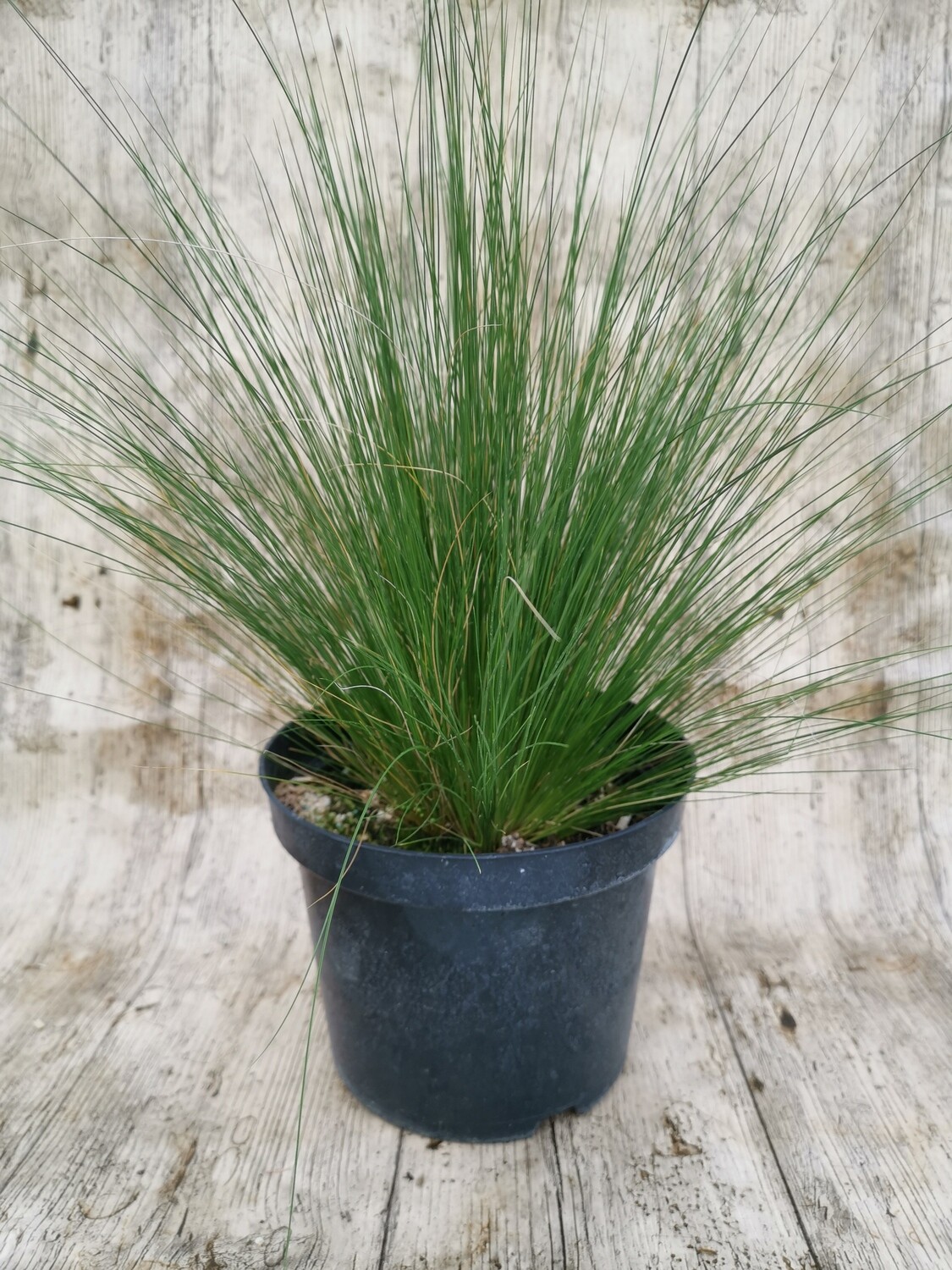 STIPA TENUISSIMA