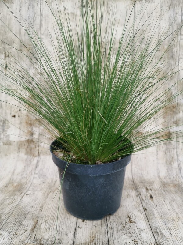 STIPA TENUISSIMA