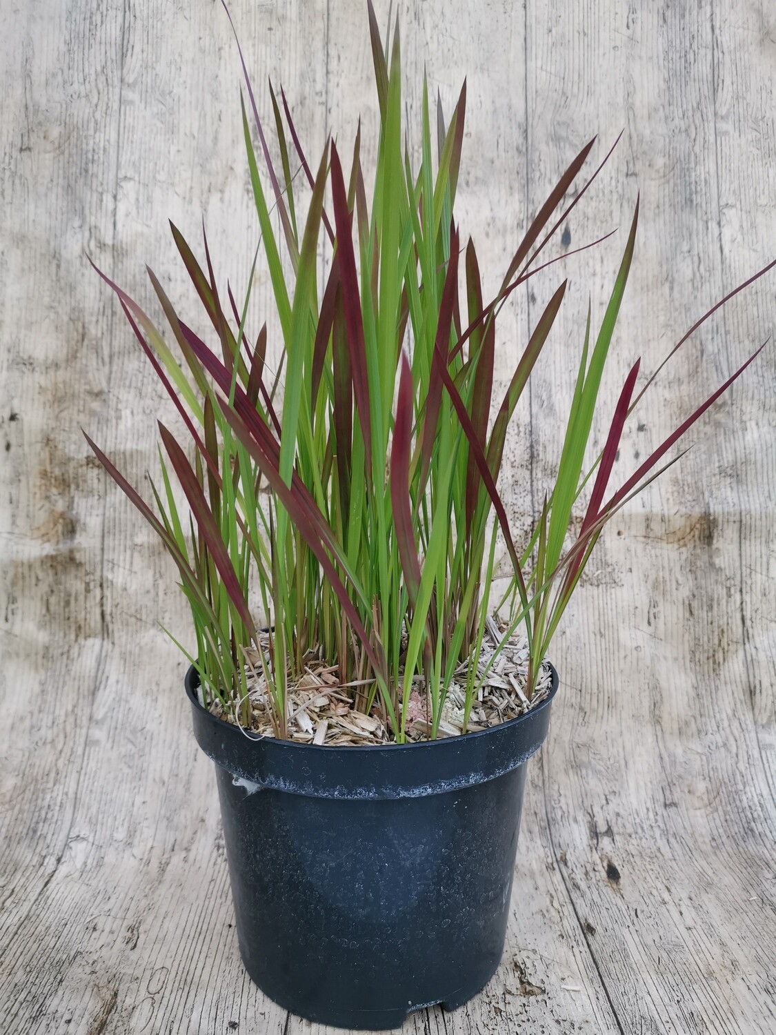 IMPERATA RED BARON