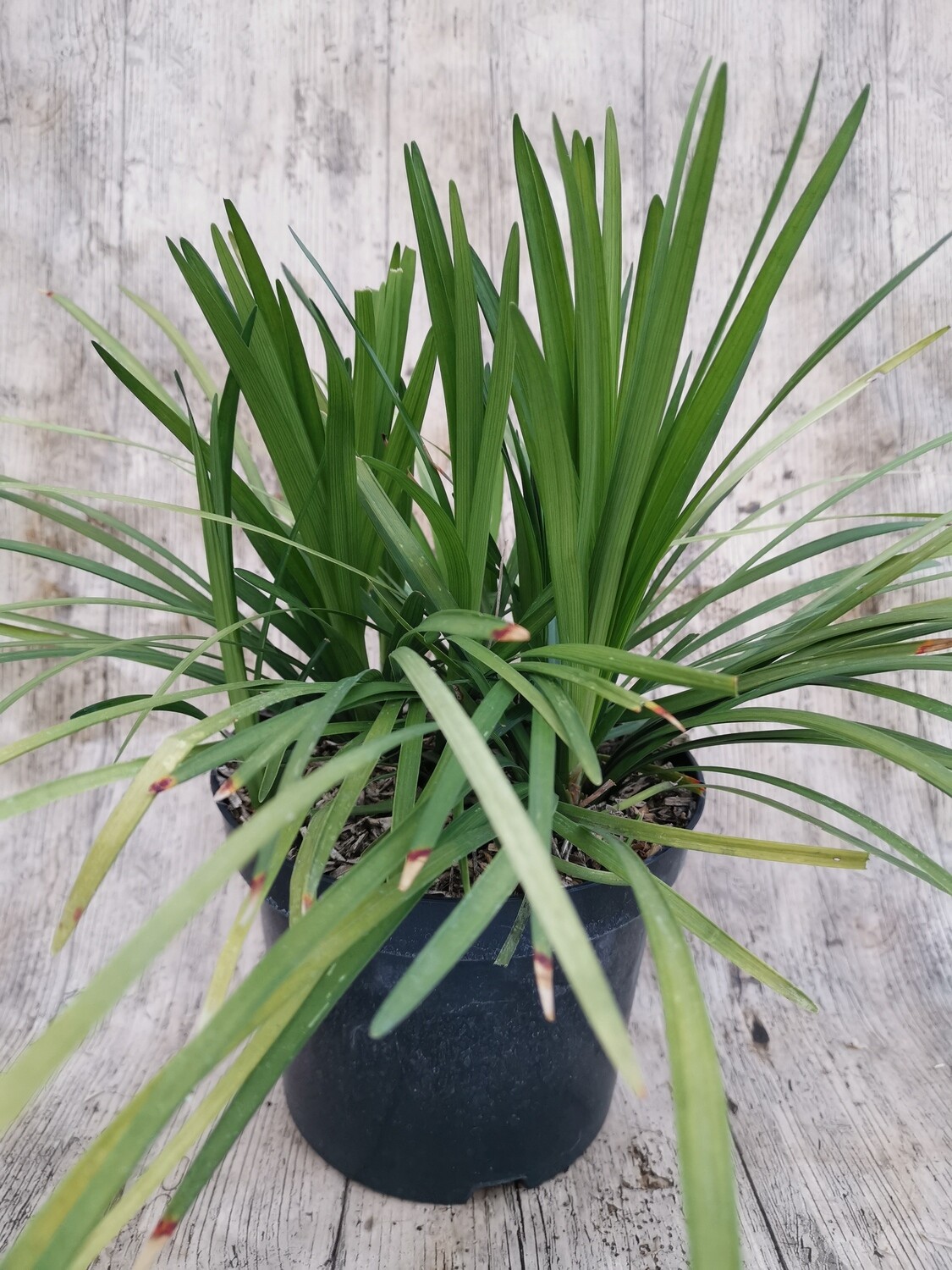 LIRIOPE MUSCARI BLEU