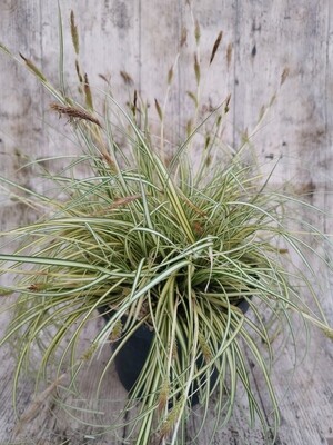 CAREX EVERGOLD
