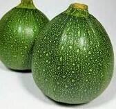 COURGETTE RONDE