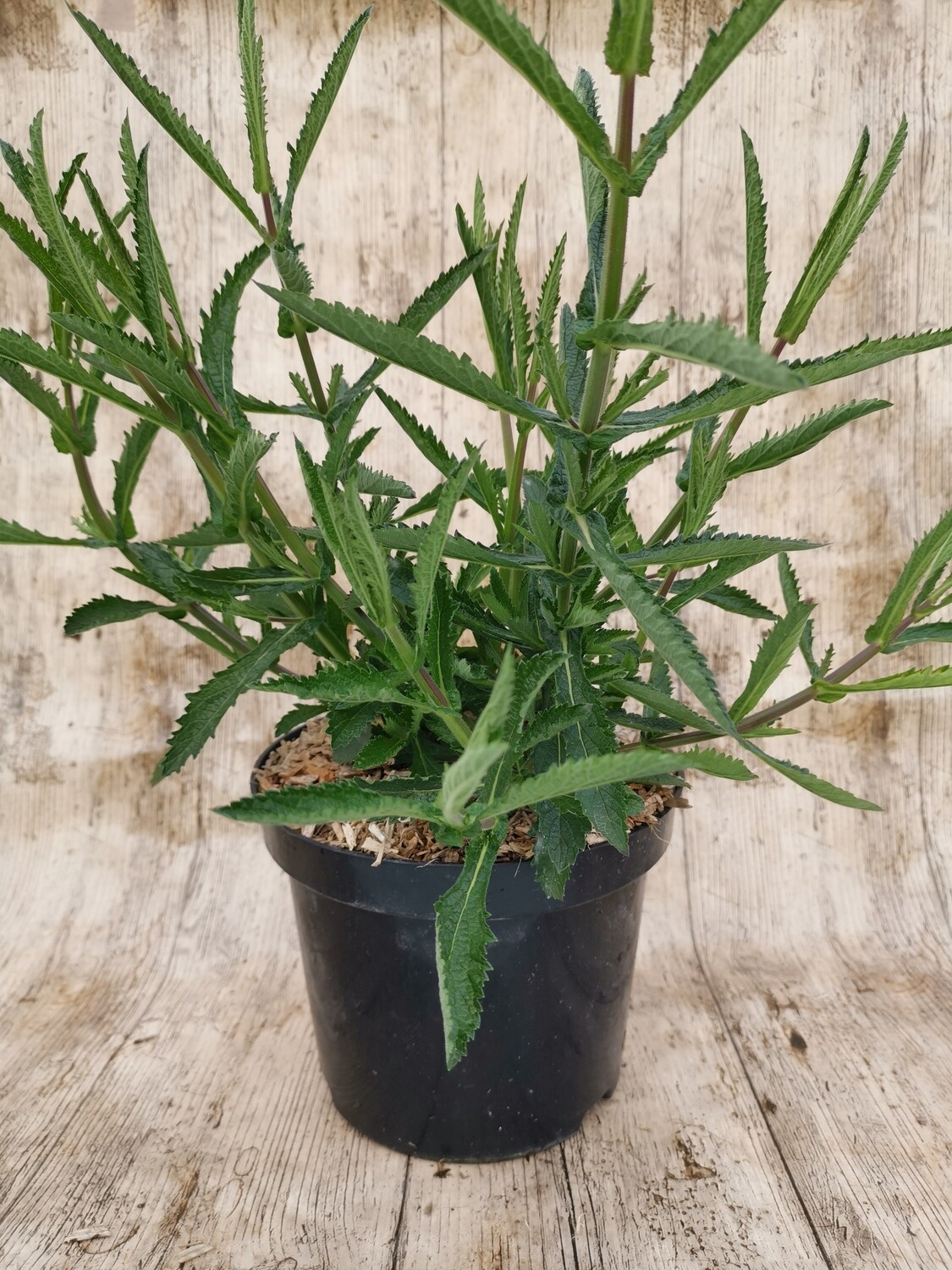 VERBENA BONARIENSIS