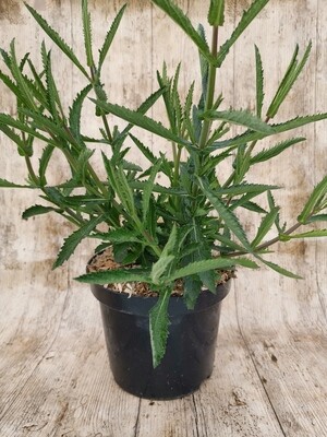VERBENA BONARIENSIS