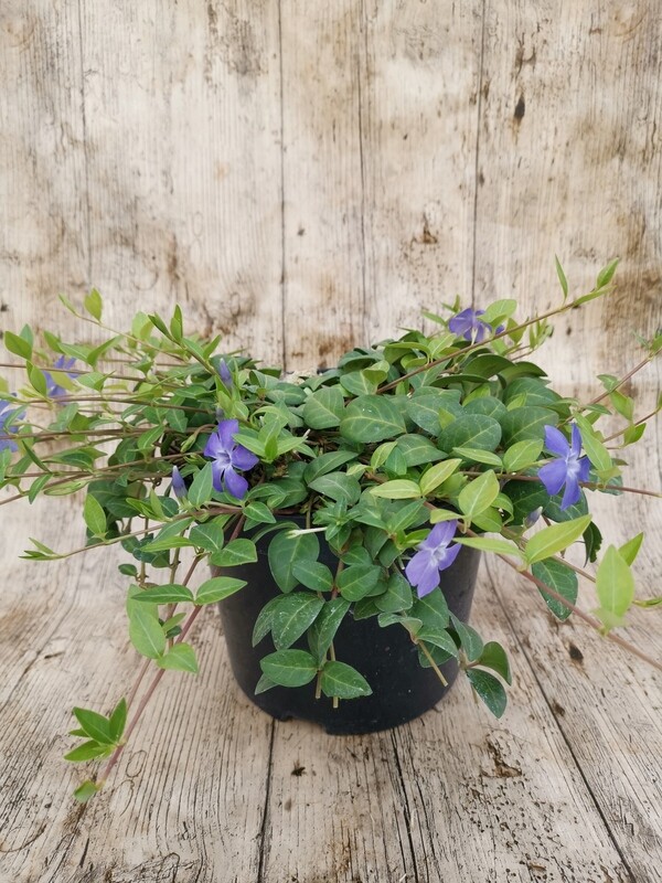 VINCA MINOR BLEU/ PERVENCHE