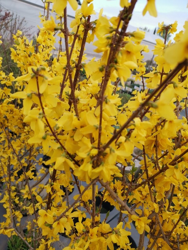 FORSYTHIA