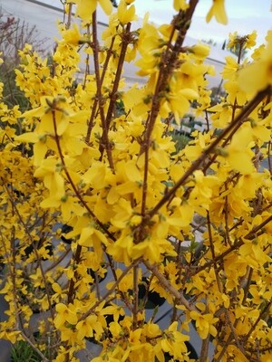 FORSYTHIA