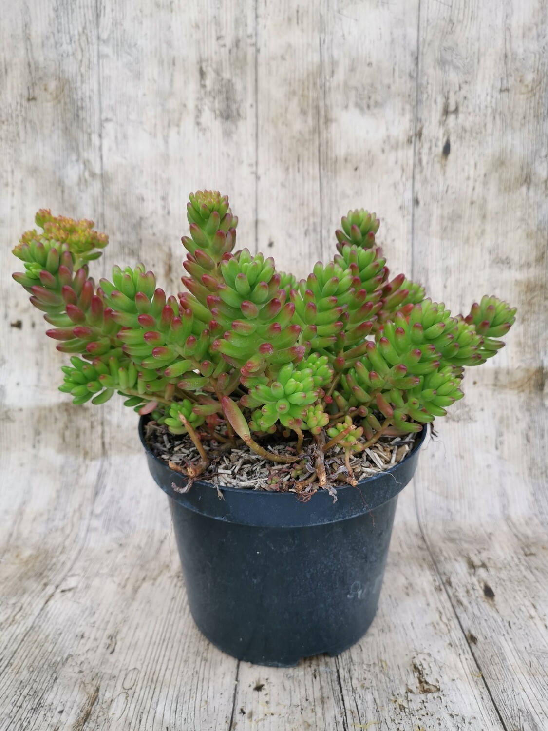 SEDUM RUBROTINCTUM