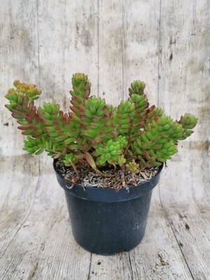 SEDUM RUBROTINCTUM