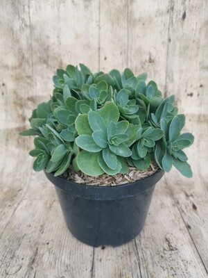 SEDUM SPECTABILIS ROUGE